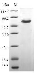 Human CAPZB protein