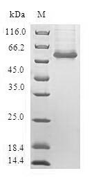 Human CREB3L2 protein