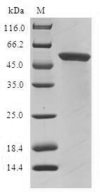 Human GLYATL1 protein
