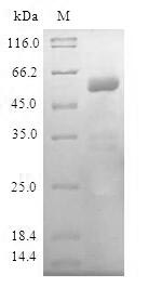 Human PBK protein