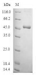 Human SSX4 protein
