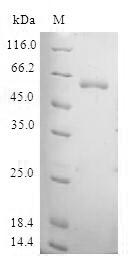Human TAF5L protein