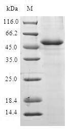 Human ANAPC10 protein