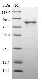 Human CLTA protein