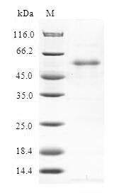 Human RGS20 protein