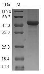 Human SLC25A15 protein
