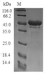 Human STMN4 protein