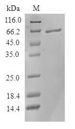 Human STRAP protein