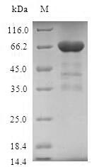 Human TMOD3 protein
