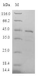 Human LITAF protein