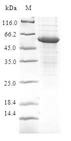 Human CFDP1 protein
