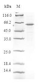 Human DEDD protein