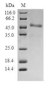 Human ITGB3BP protein