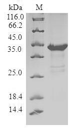 Human PHLDA2 protein