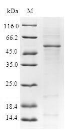 Human YEATS4 protein