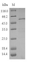 Human ZWINT protein
