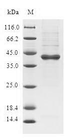 Human C19orf48 protein