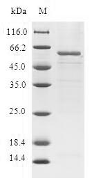 Human DHDH protein