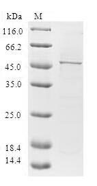 Human HAND2 protein