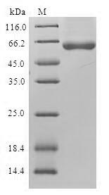 Human NAPG protein
