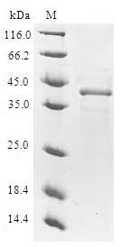 Human NUTF2 protein