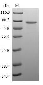 Human LIMS1 protein