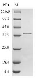 Human SMPX protein