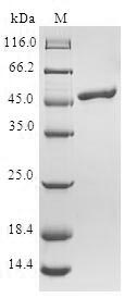 Human TCAP protein
