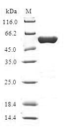 Human HMGCL protein