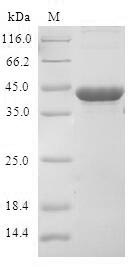 Human CDKN2D protein