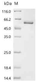 Human PLSCR1 protein