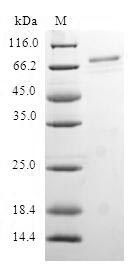 Human RAE1 protein