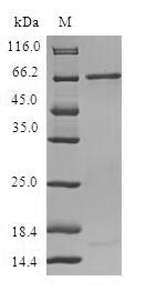 Human RP2 protein