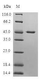 Human DR1 protein