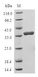 Human LELP1 protein