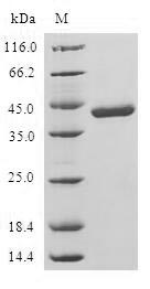Human NME4 protein