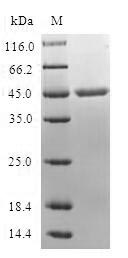 Human MARCKSL1 protein