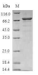 Human PPM1A protein