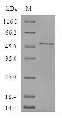 Human C16orf80 protein