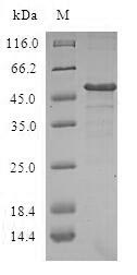 Human DCTD protein