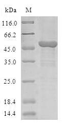 Human COMMD1 protein