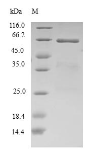 Human EIF2B2 protein