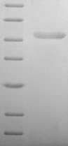 Human RGS5 protein