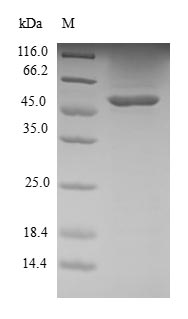 Human RRAS2 protein