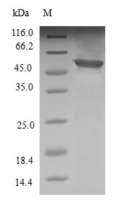 Human APIP protein