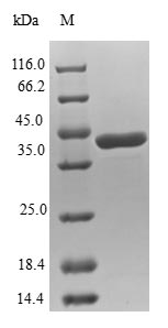 Human NUDT2 protein
