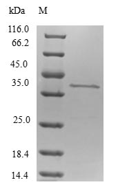 Human TP53AIP1 protein