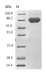 Human TRIM69 protein