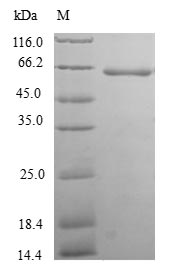 Human TXNDC5 protein