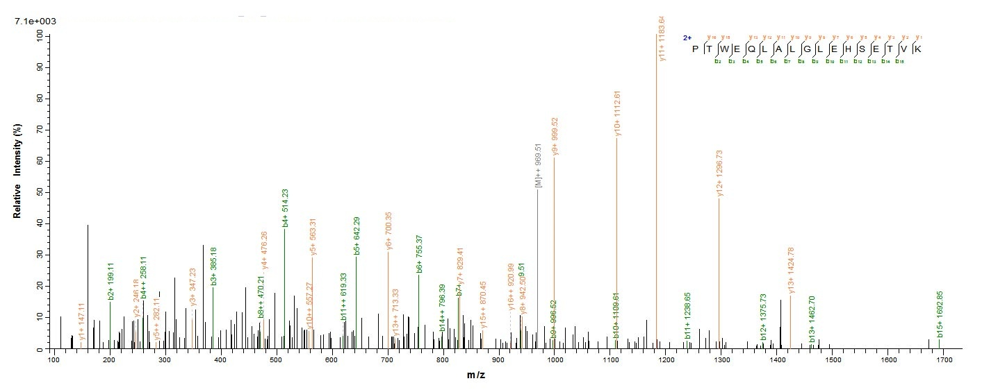 Human TXNDC5 protein